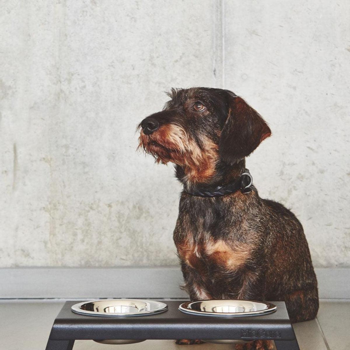 Très beau collier pour chien - BERGAMO - Kasibe