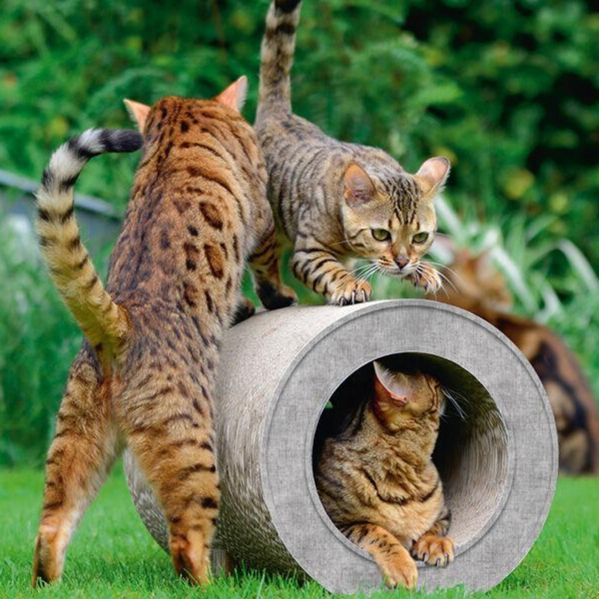 Tunnel en carton pour chat - LE TUBE - Kasibe