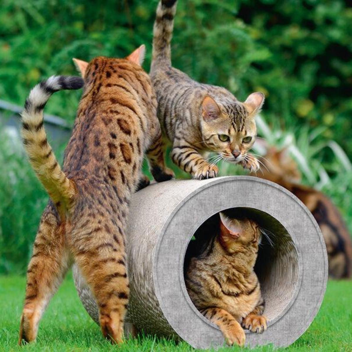 Tunnel en carton pour chat - LE TUBE - Kasibe