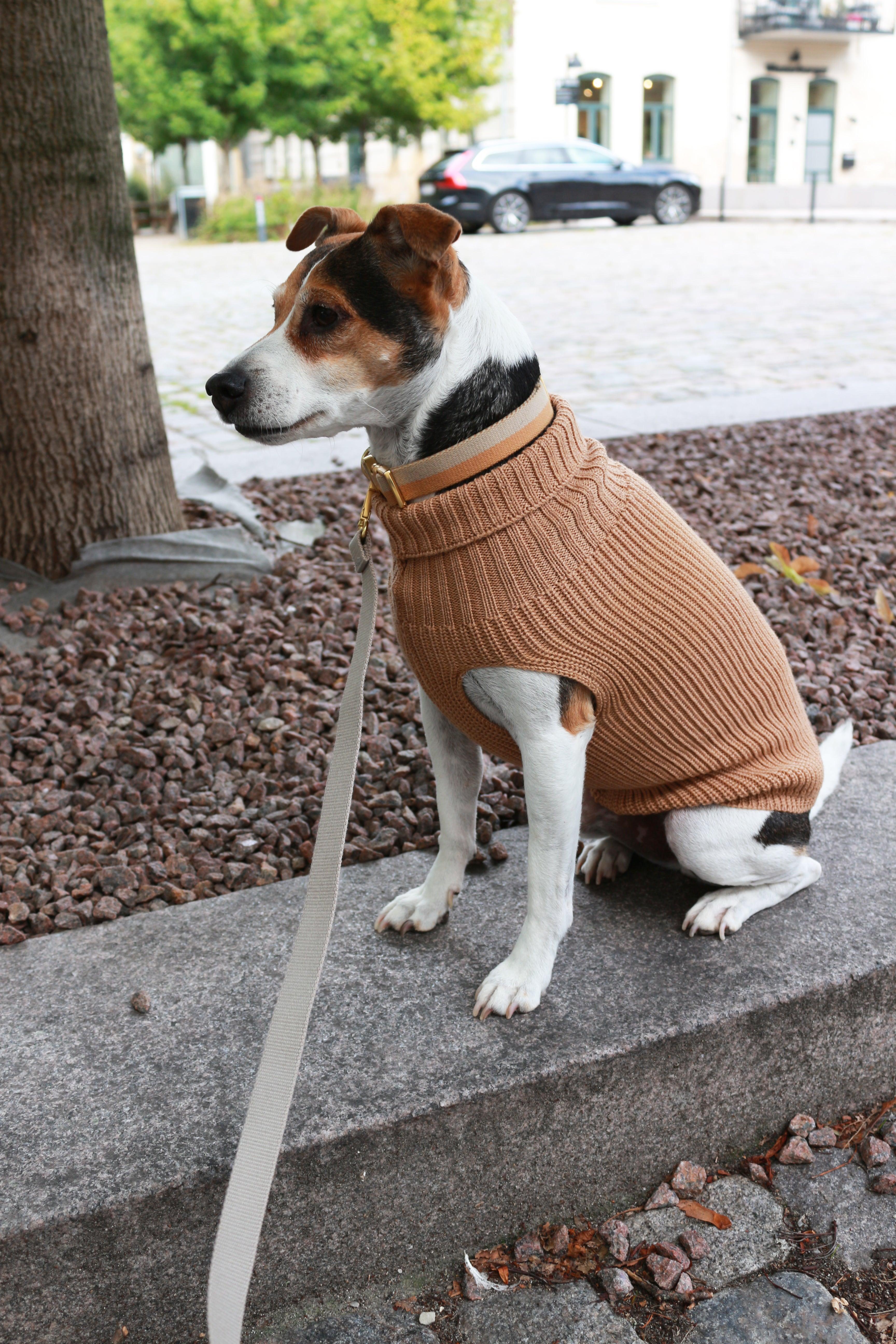 Pull pour chien moderne & chic, un vêtement confortable pour mon chien - Kasibe
