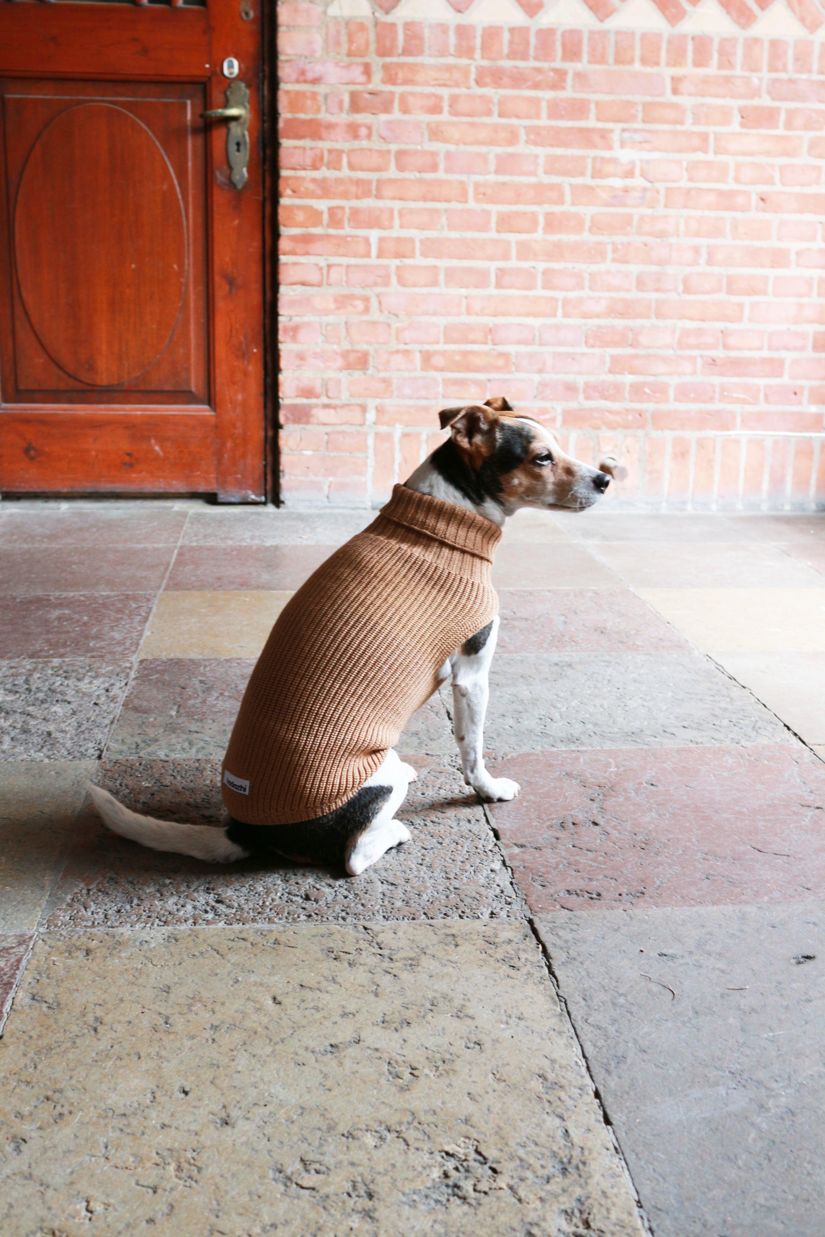 Pull pour chien moderne & chic, un vêtement confortable pour mon chien - Kasibe