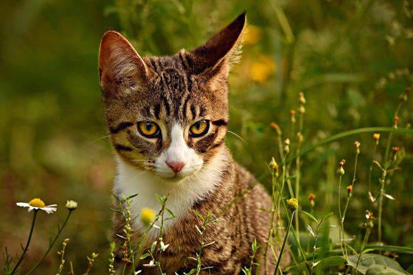 chat dans un champs avec une oreille tournée