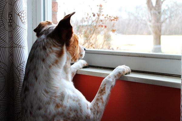 chien qui regarde par la fenêtre