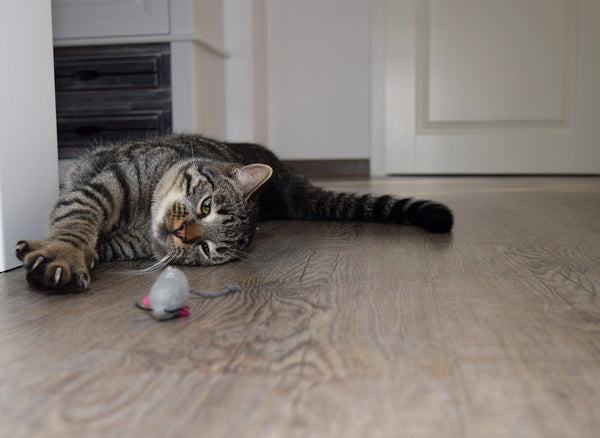 Kasibe chat allongé par terre joue bien-être