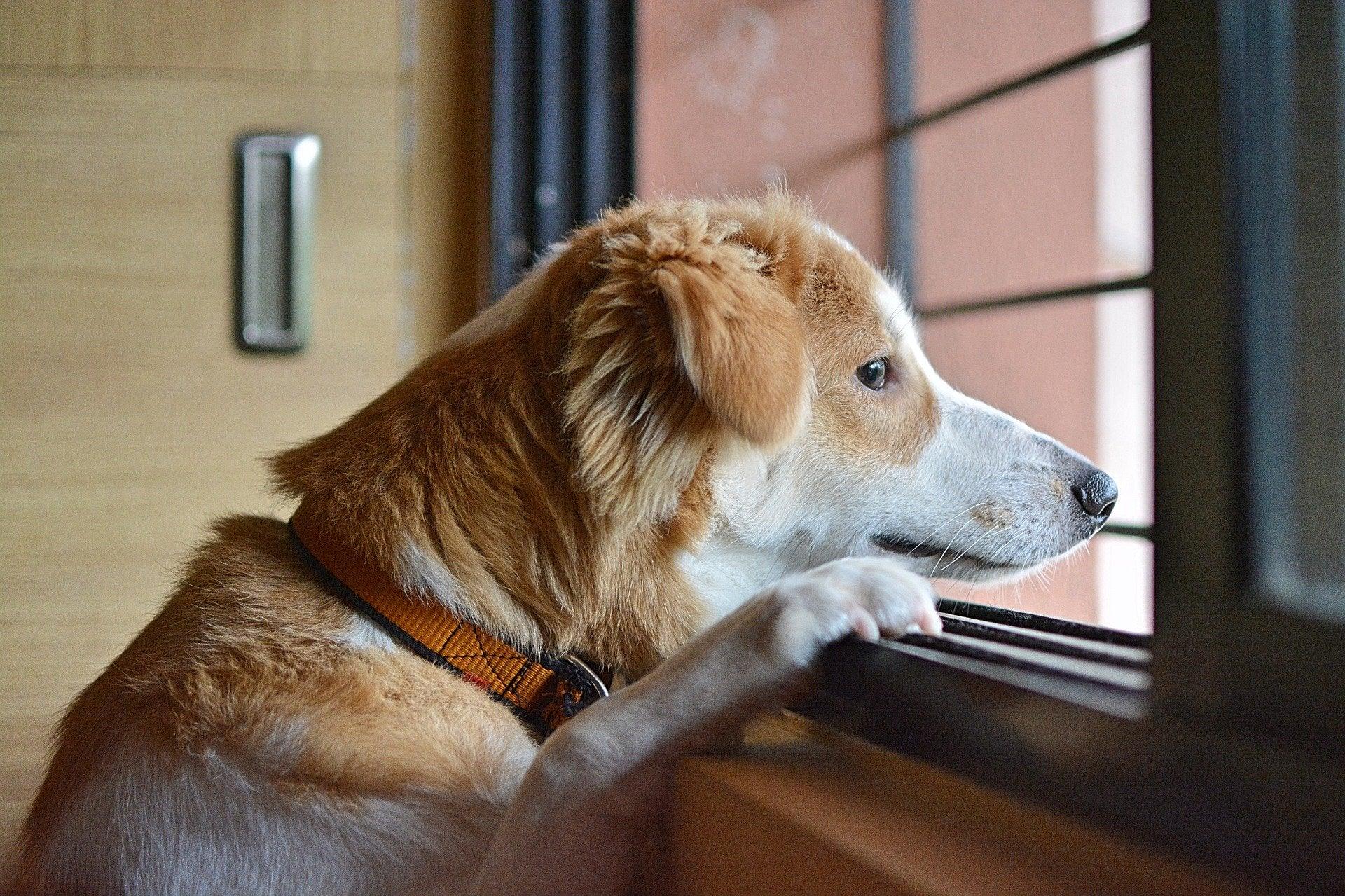 chien qui regarde par une fenêtre