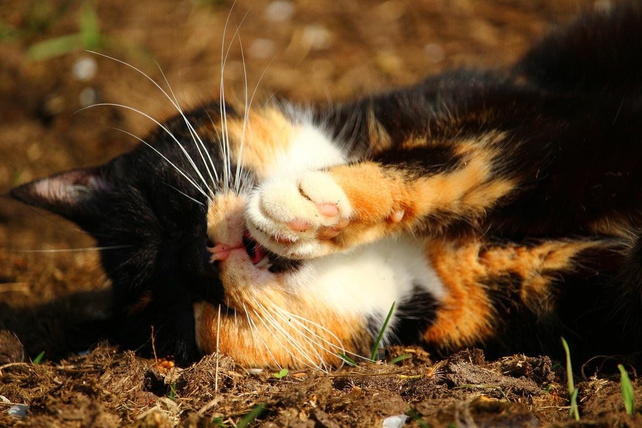 Faut-il laver son chat : mythes et réalités - Kasibe