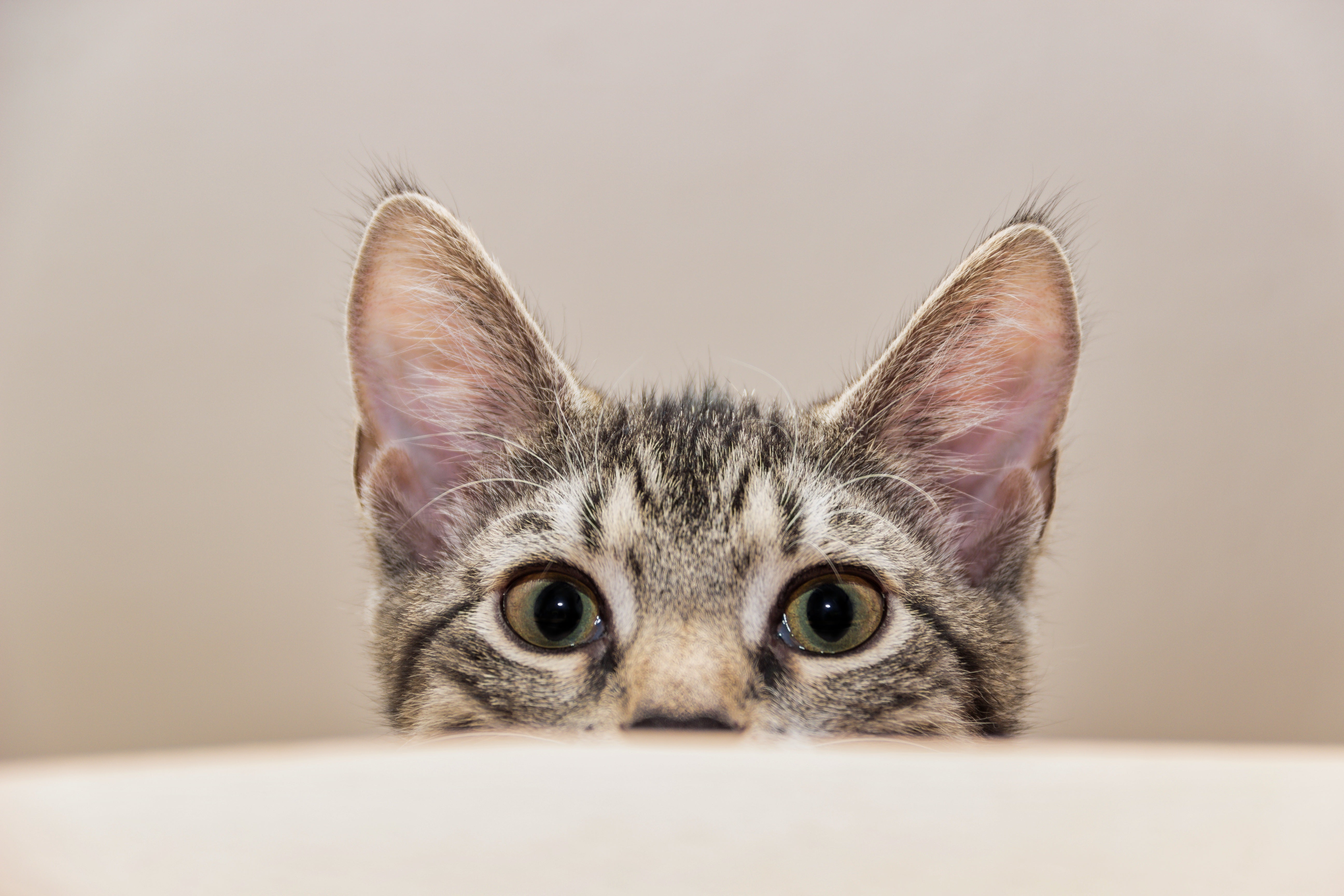 Quand l’intelligence artificielle transforme nos chiens et chats en humains