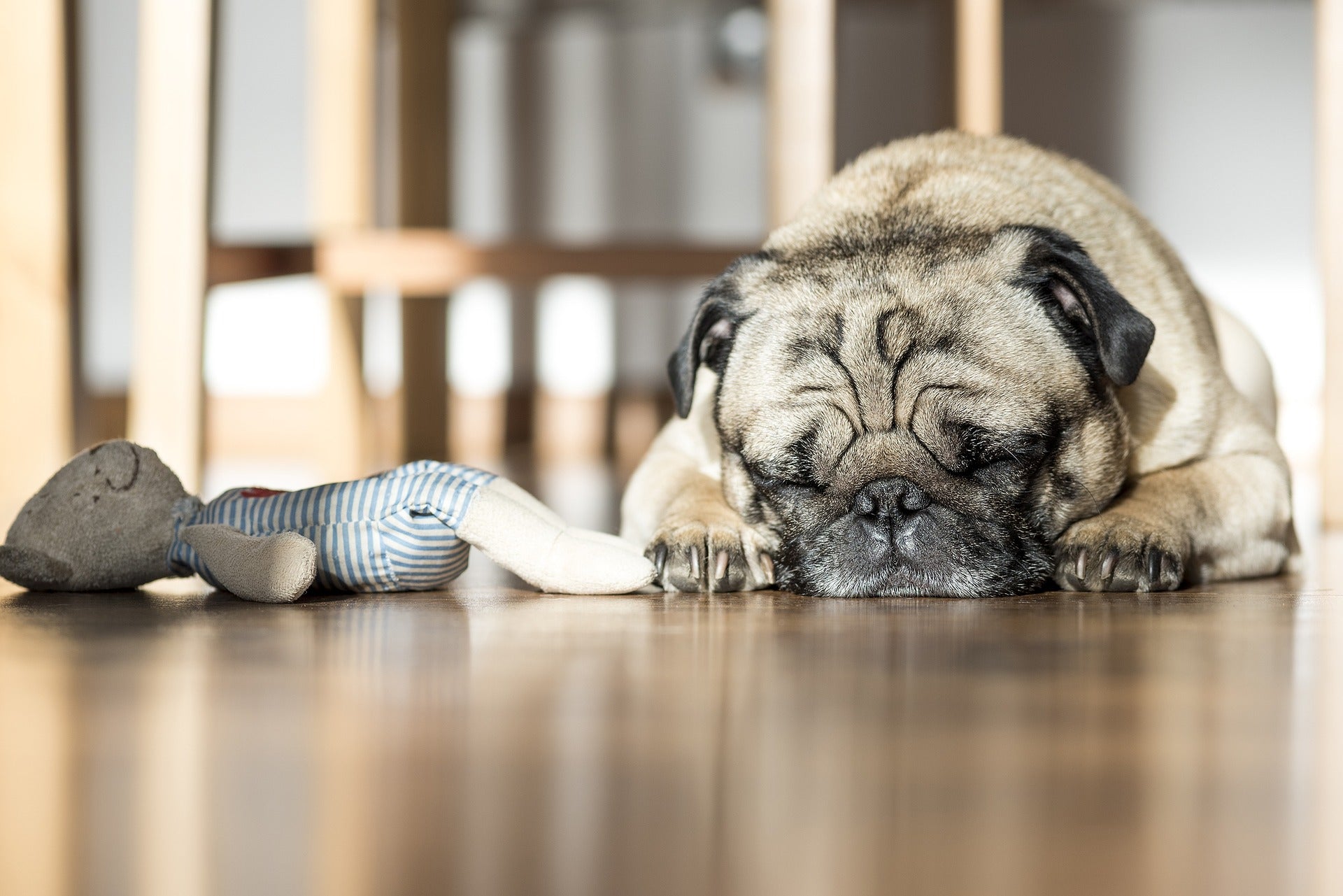 Chiens et chats en France : chiffres clés et tendances qui en disent long