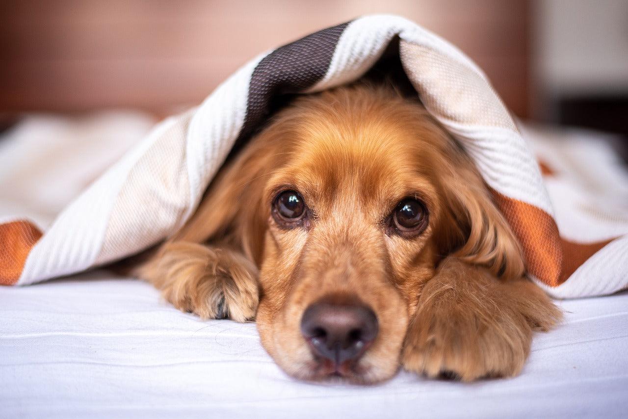 L'apprentissage de la propreté chez le chien : les points clés - Kasibe