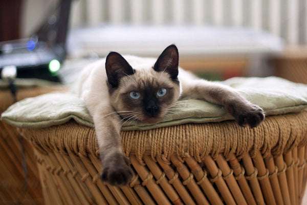 chat allongé sur un panier