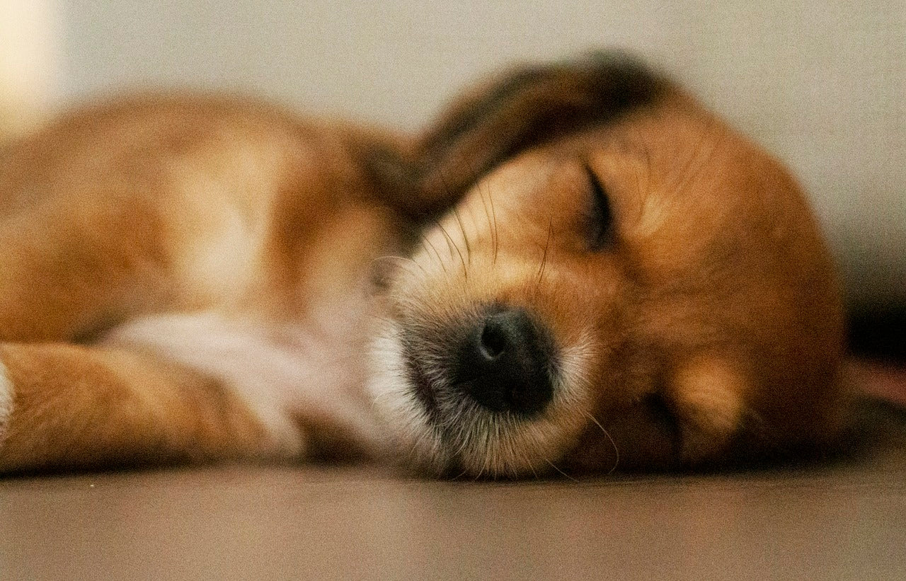 10 gestes simples pour améliorer le bien-être de votre animal au quotidien