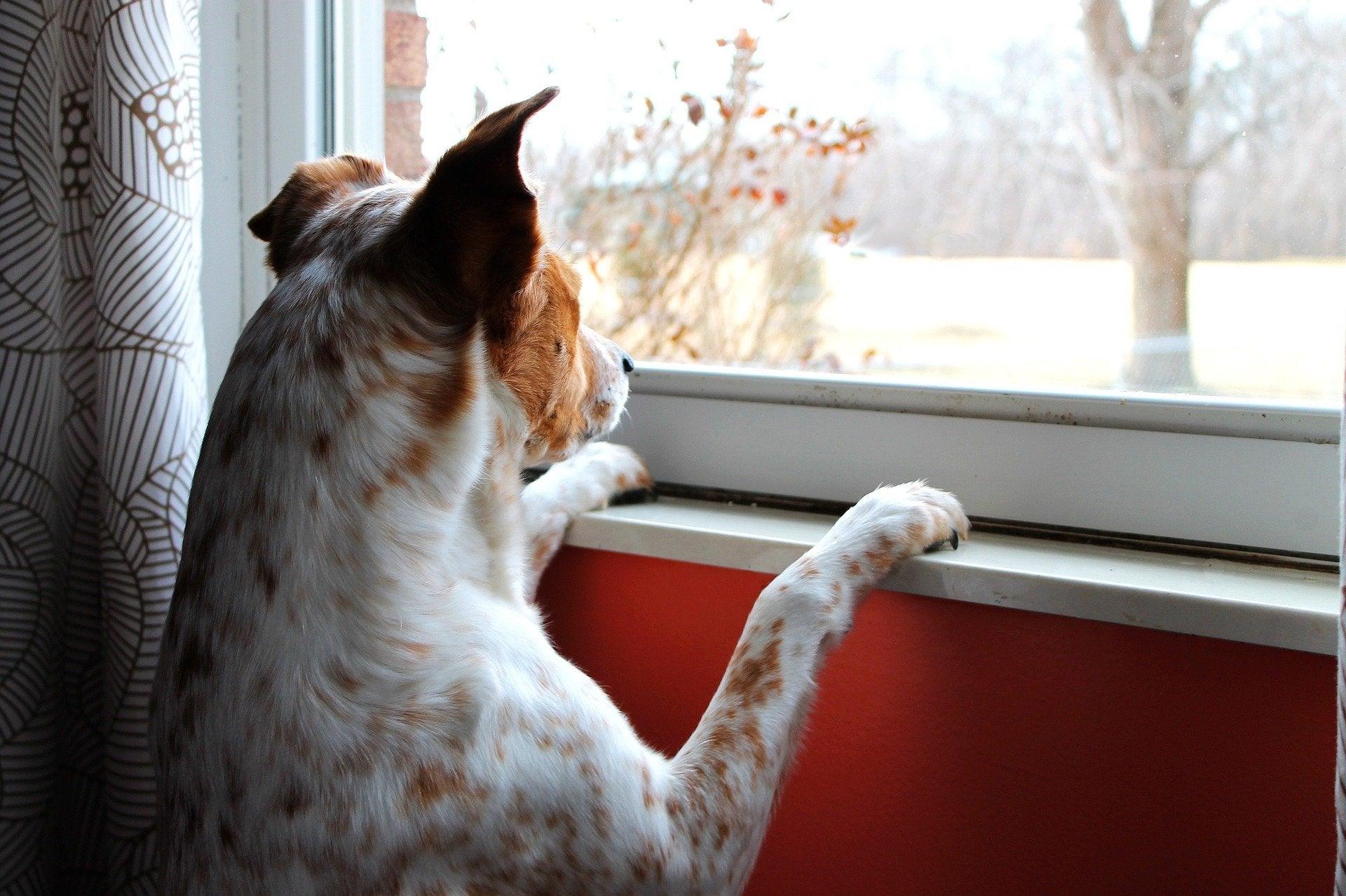 chien qui regarde par la fenêtre