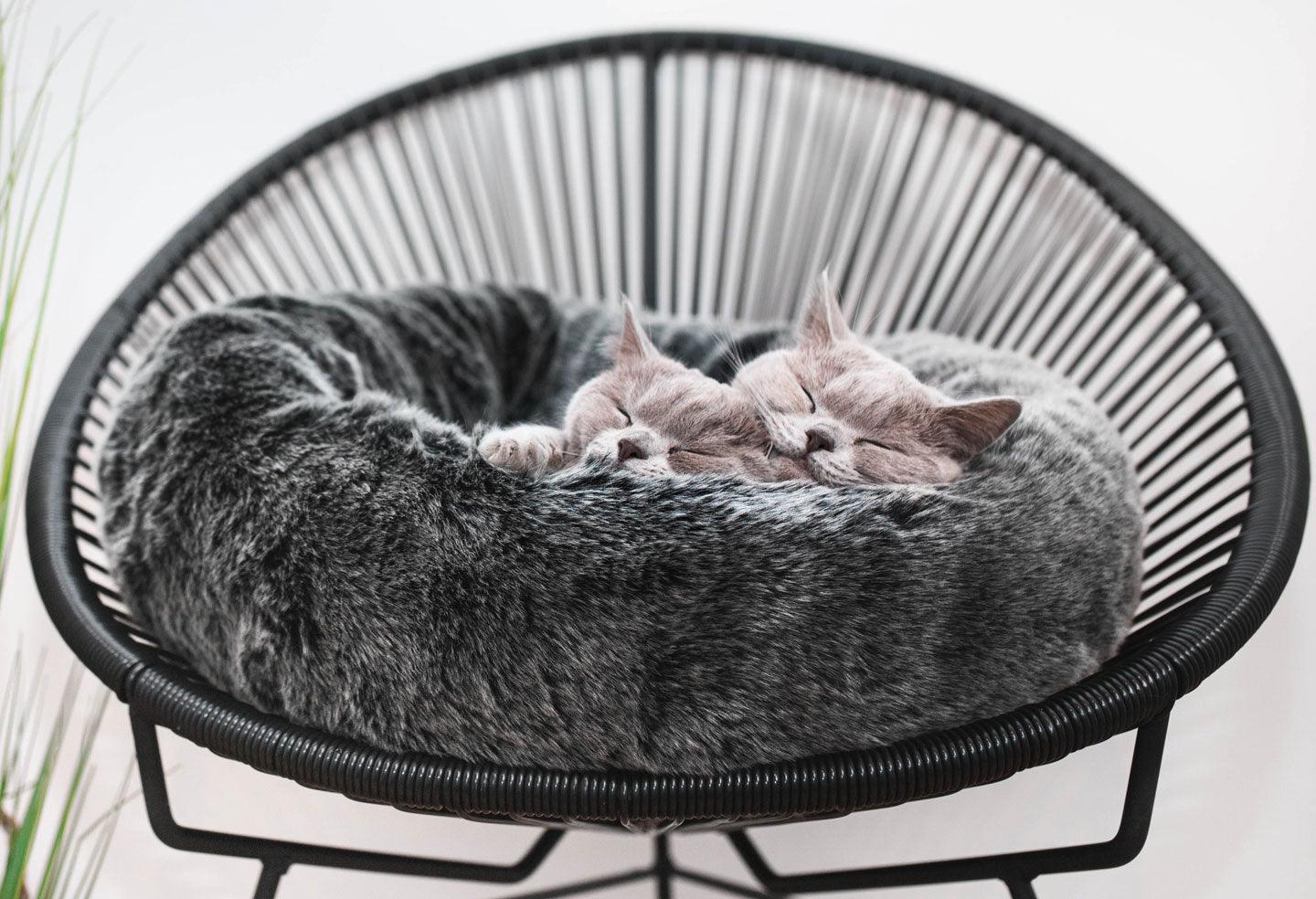 Deux chats gris dorment dans un panier confortable en fourrure sur une chaise design