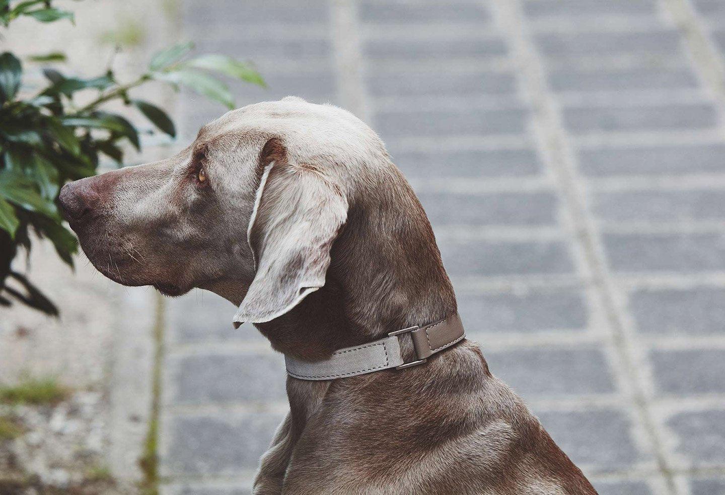 Large choix de colliers pour chiens de qualité, originaux et confortables - Kasibe