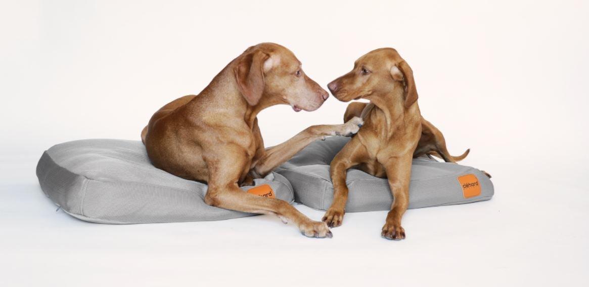 Clebard Concept - Le spécialiste du coussin ergonomique pour chien - Kasibe