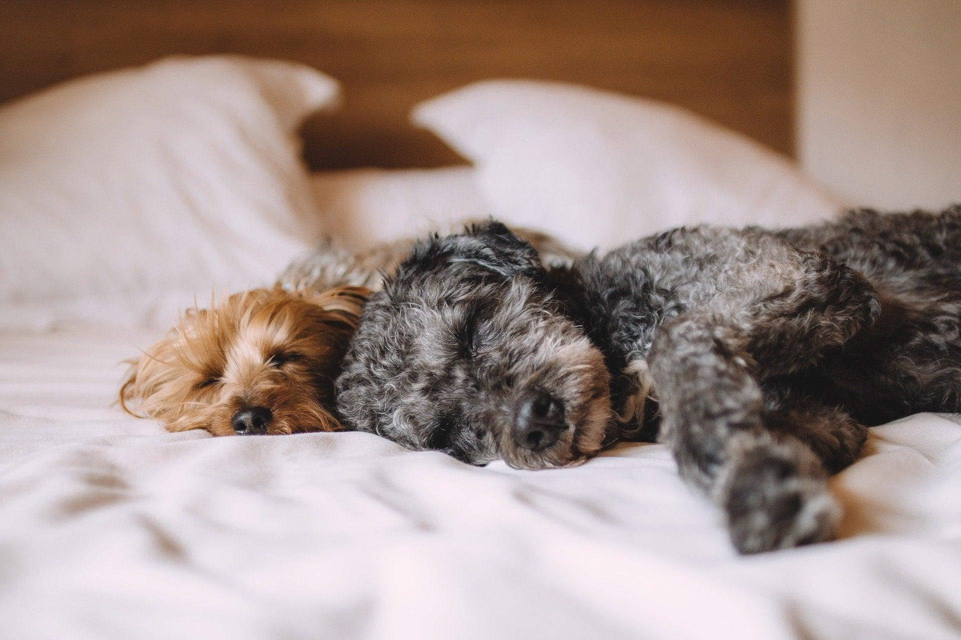 Pièces détachées pour la sieste de votre animal favori - Kasibe
