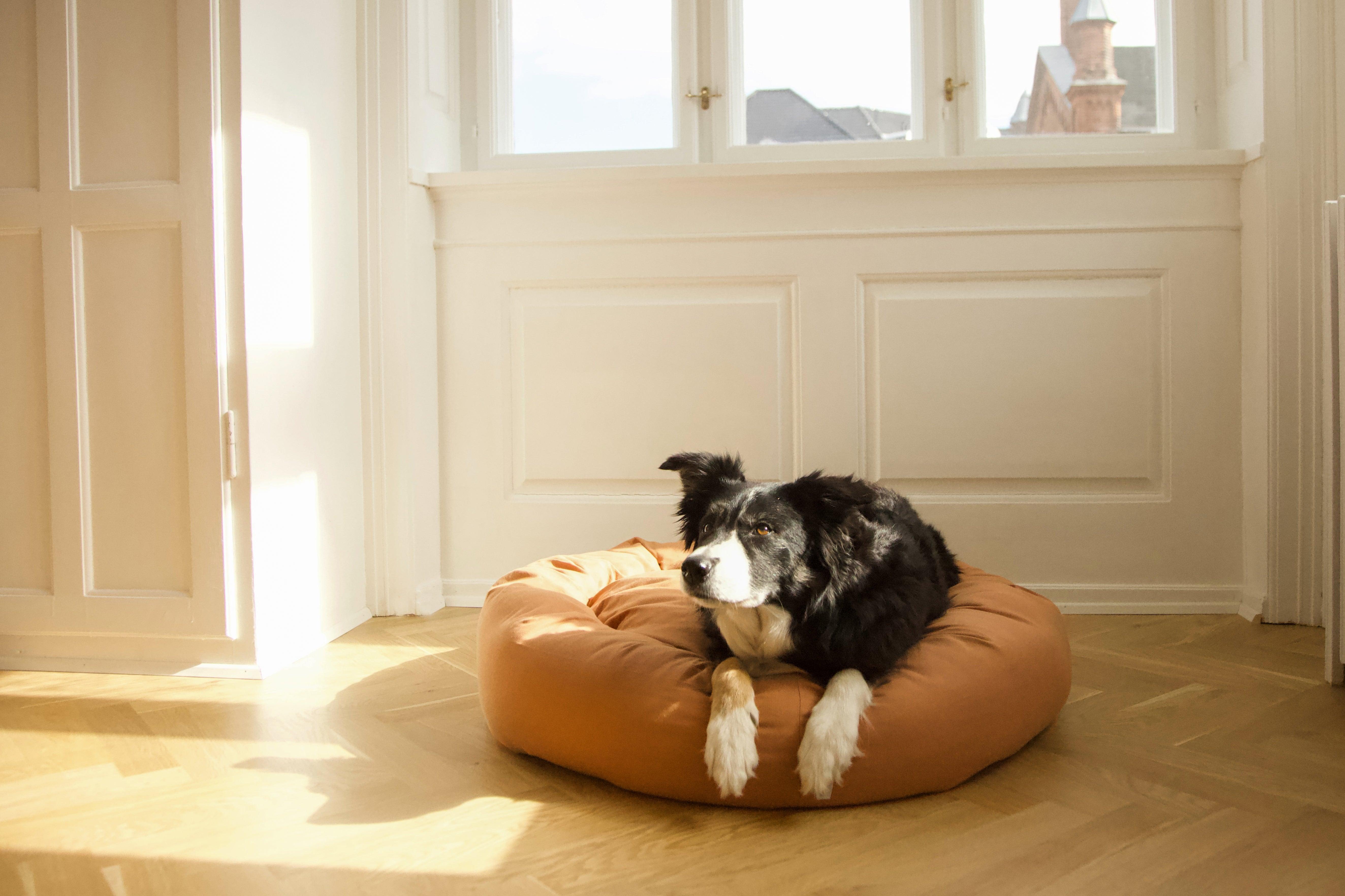Tadazhi - Des accessoires pour chien bio - Kasibe