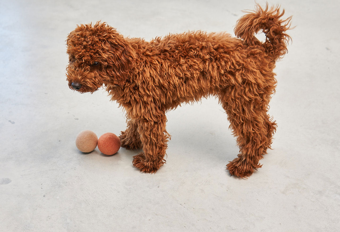 Balle pour chien (Lot de 3 x 2 balles) - GLOBO - kasibe