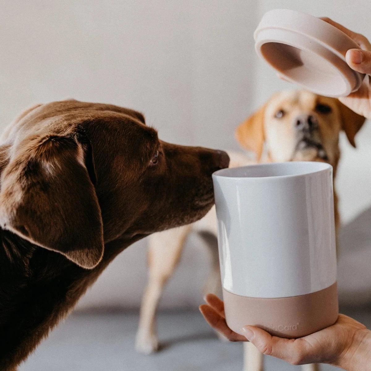 Boîte à friandises pour chien - COPPA - Kasibe