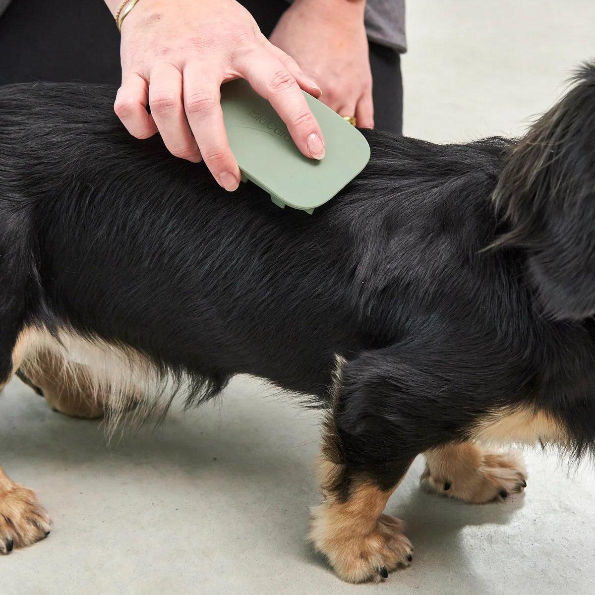 Brosse pour chien - PELO - Kasibe