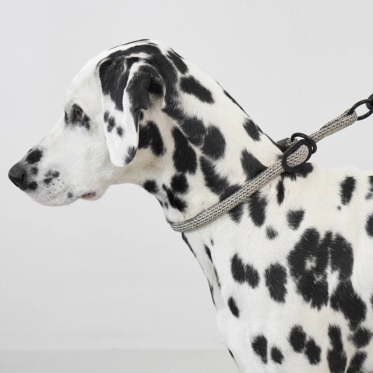 collier pour chien anti étranglement en nylon - kasibe