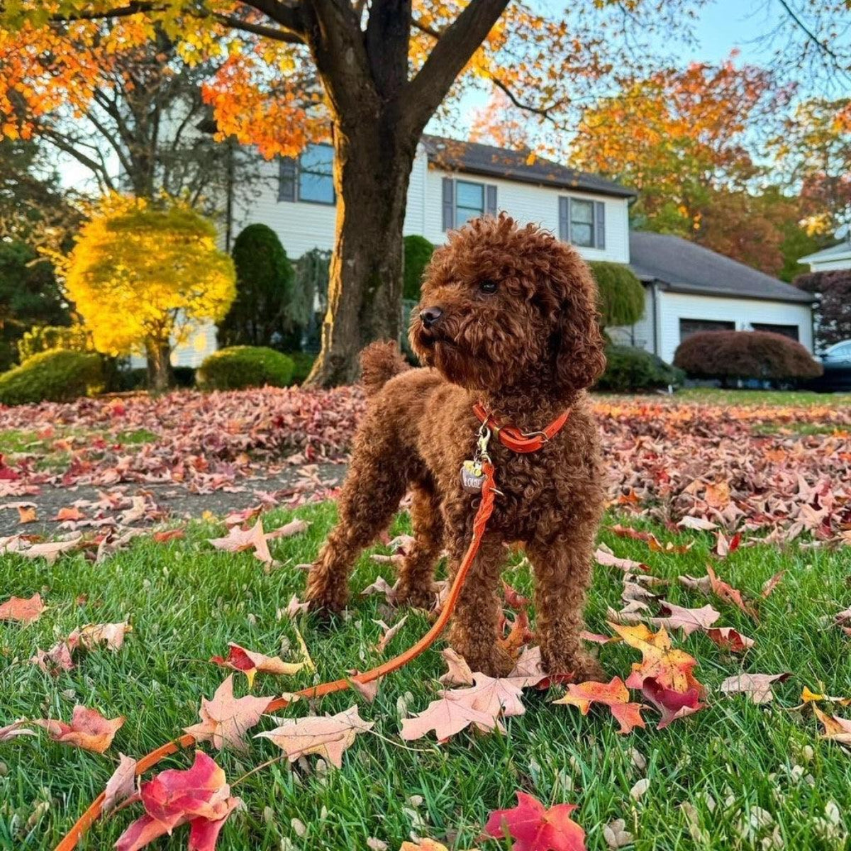 Cuir souple tanné et coloré pour le collier pour chien Butter - kasibe