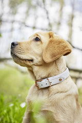 Amici, un collier pour chien élégant en cuir large particulièrement élégant
