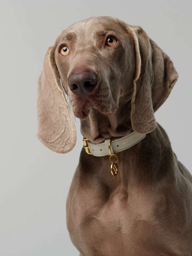 Mela Capista, un collier pour chien éthique à la fabrication cruelty free - kasibe