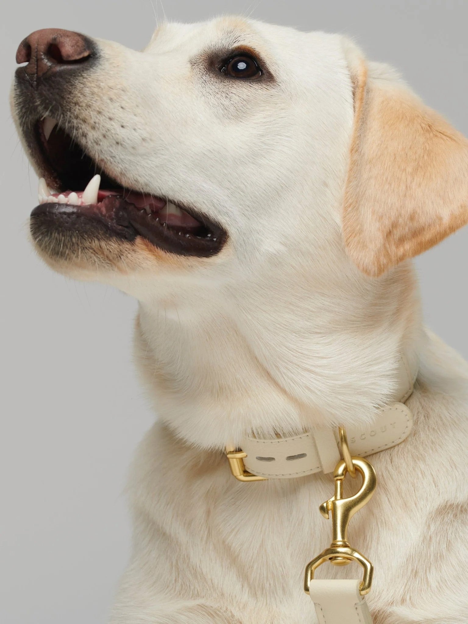Mela Basic, un collier pour chien très luxe : une matière alternative naturelle - kasibe