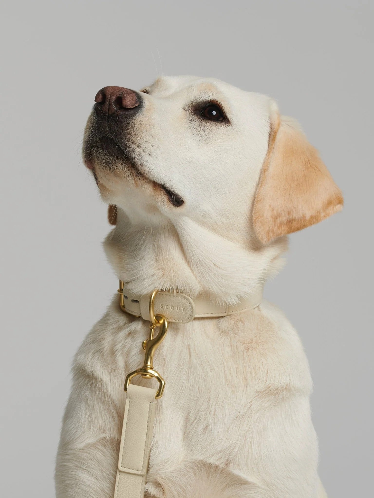 Mela Basic, un collier pour chien très luxe : une matière alternative naturelle - kasibe