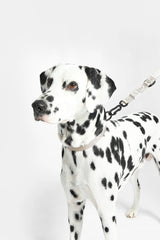 Collier pour chien en nylon, sobriété et élégance pour un look sportif avec Modena  - kasibe