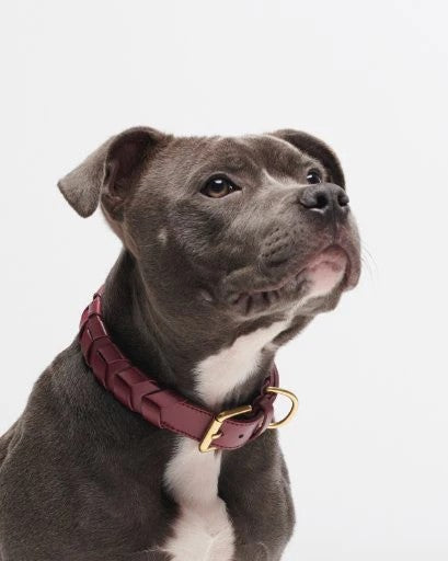 Mela Capista, un collier pour chien éthique à la fabrication cruelty free burgundy - kasibe