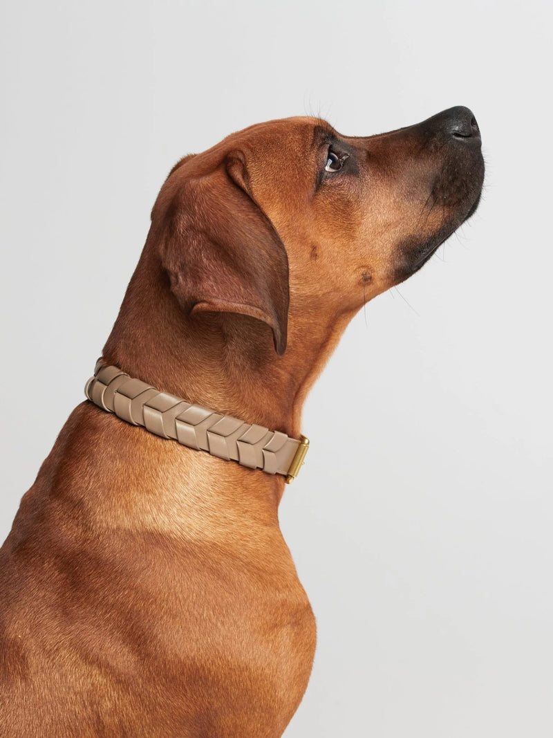 Mela Capista, un collier pour chien éthique à la fabrication cruelty free - kasibe