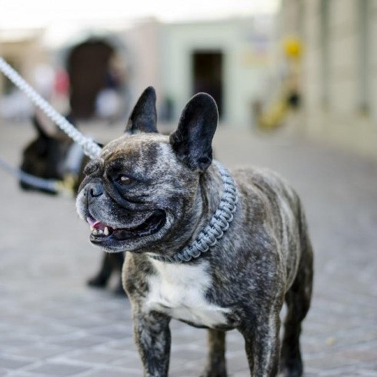 Collier en corde pour chien - TOUCH OF LEATHER