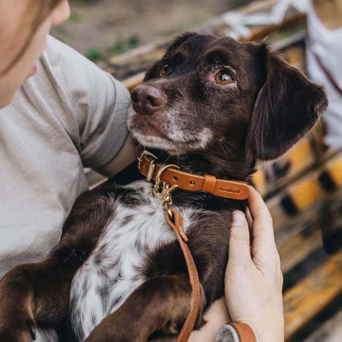 Collier en cuir pour petit chien Fir Air avec médaille en laiton - kasibe