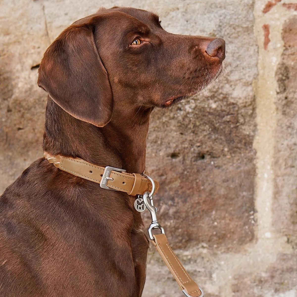 Collier en cuir tressé pour chien camel - kasibe
