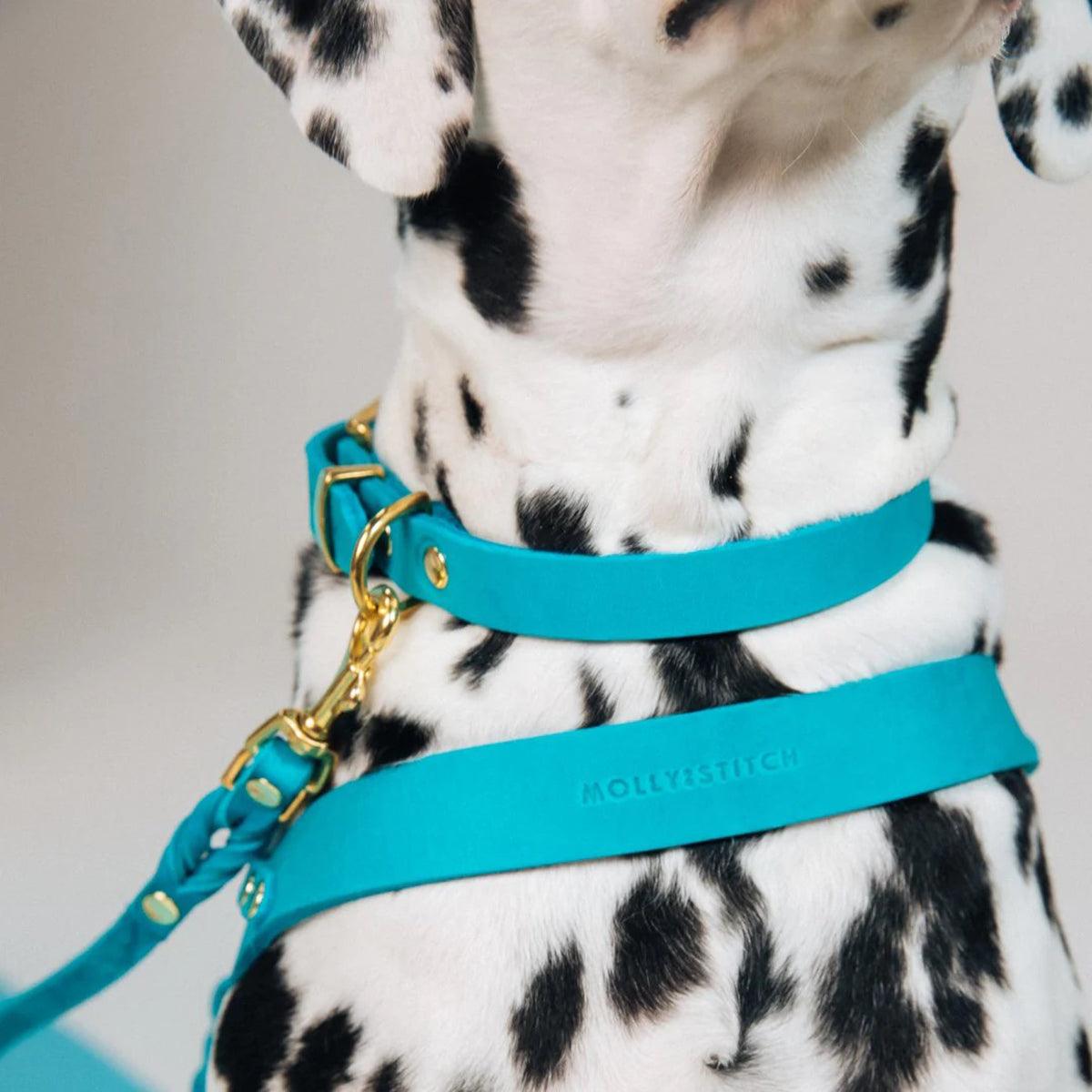 Collier en cuir pour chien - FIDJI - Kasibe