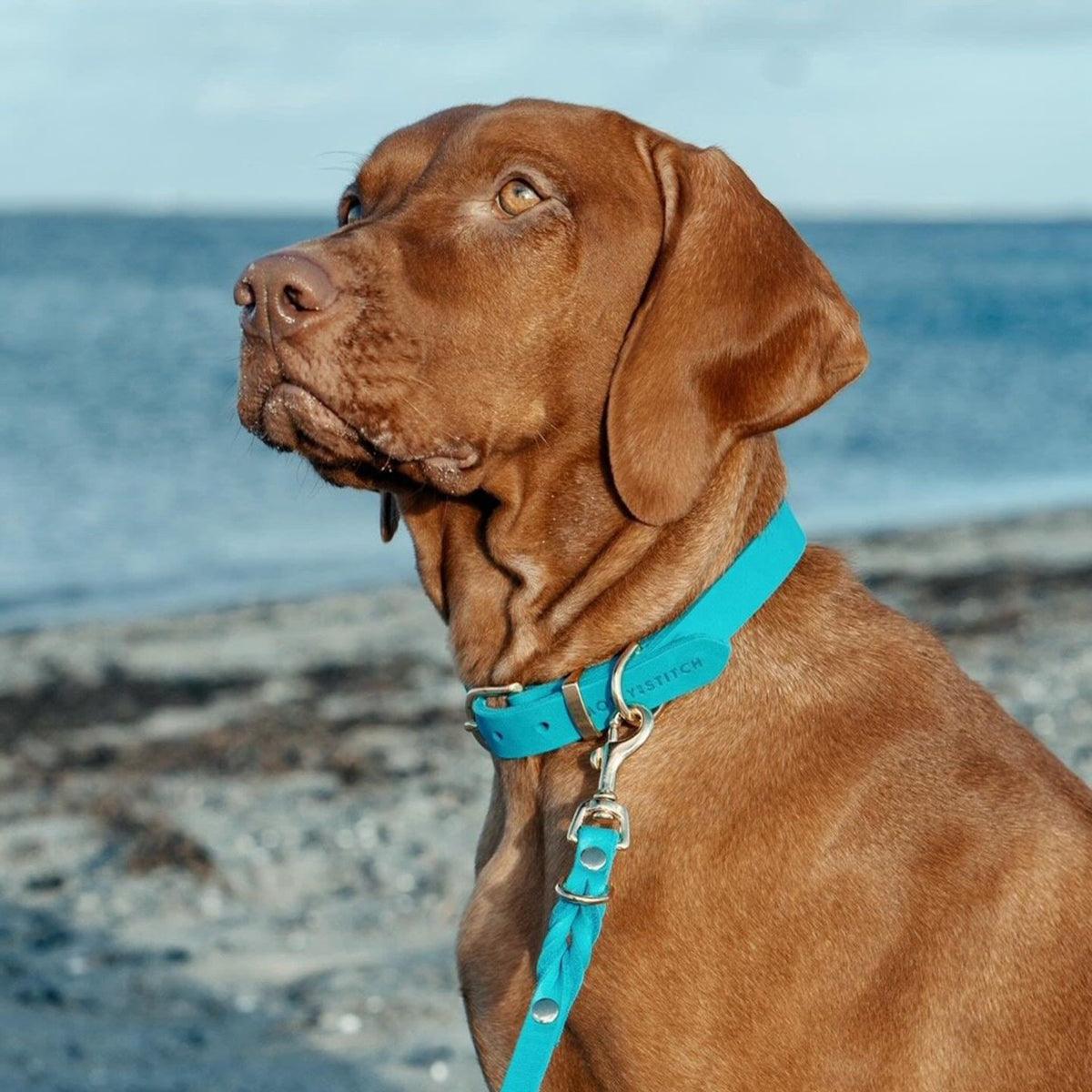 Collier en cuir pour chien - FIDJI - Kasibe