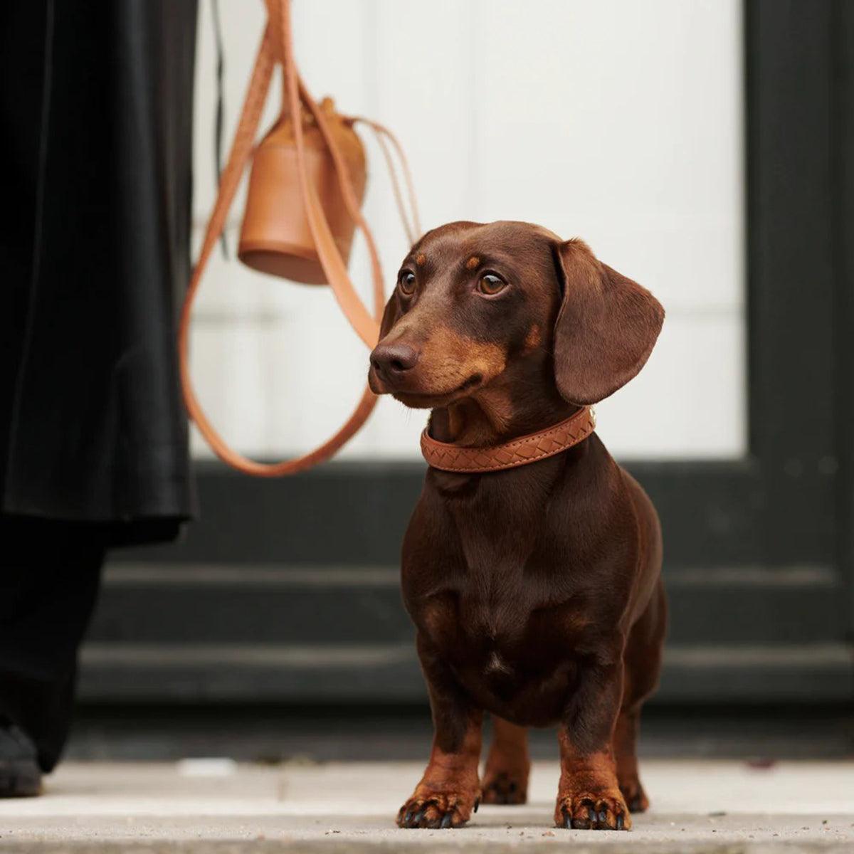 Collier en cuir pour chien tressé à la main - PRESTIGE - Kasibe