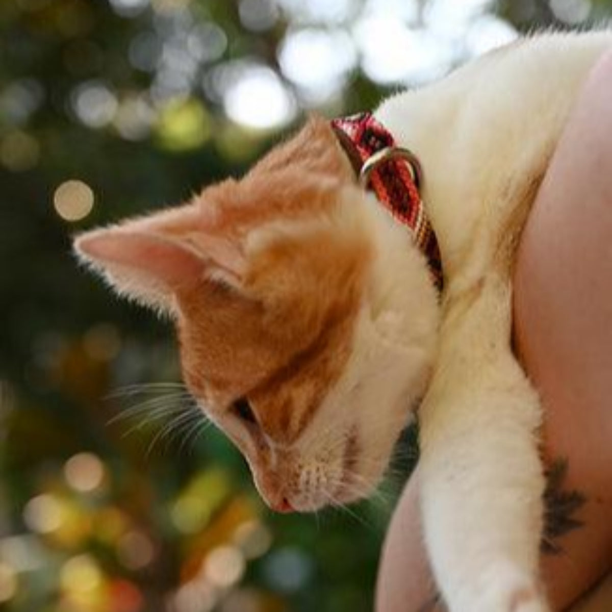 Collier pour chat au tressage mexicain en cuir et coton - Kasibe