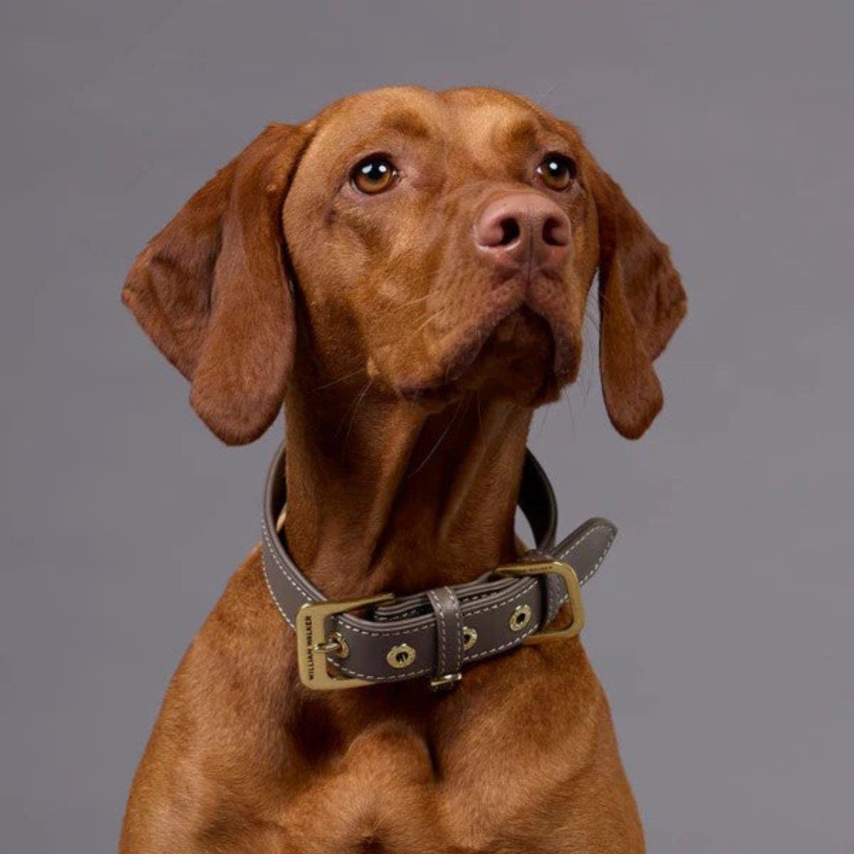 Collier pour chien de luxe - LUXE - Kasibe