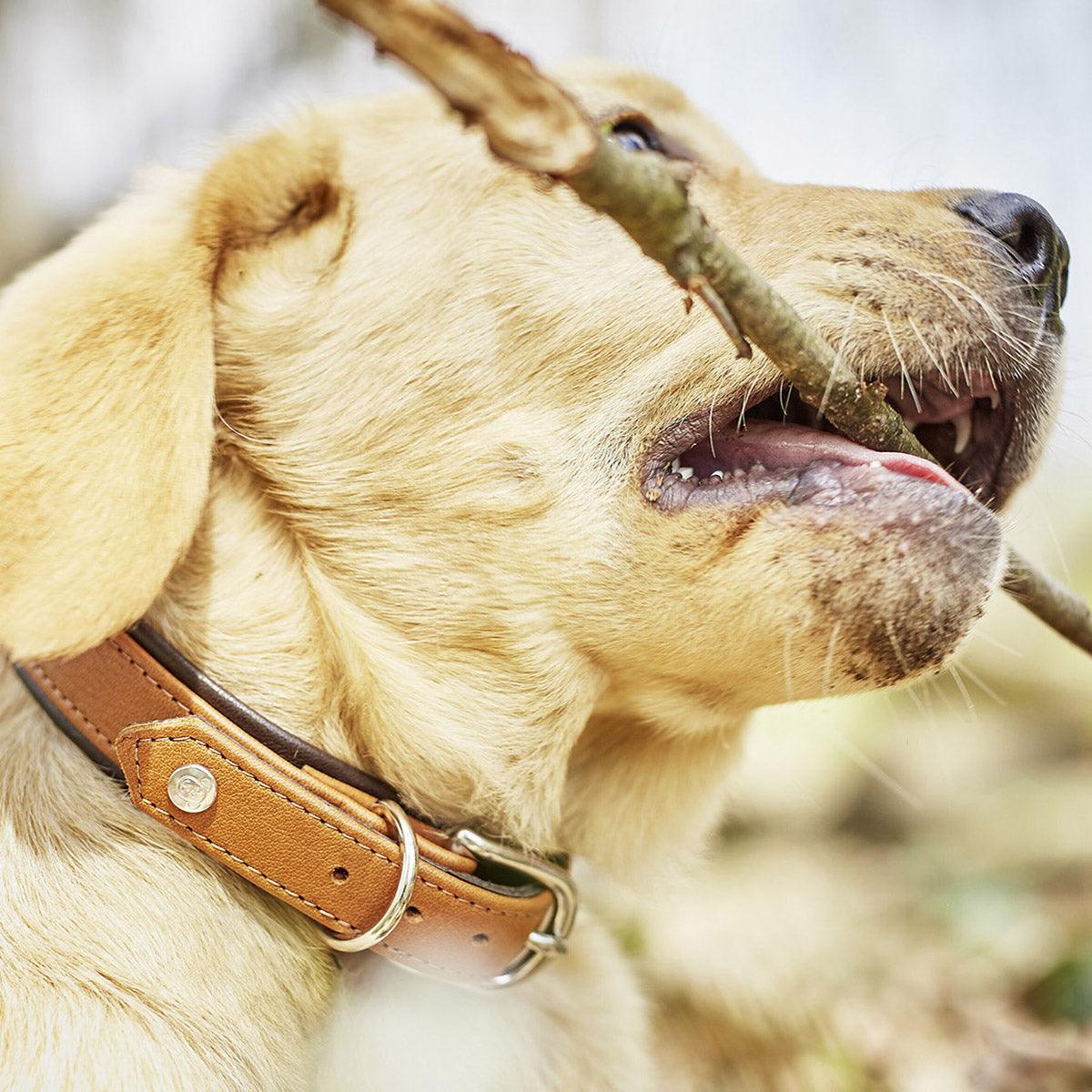 Collier pour chien en cuir large - AMICI - Kasibe
