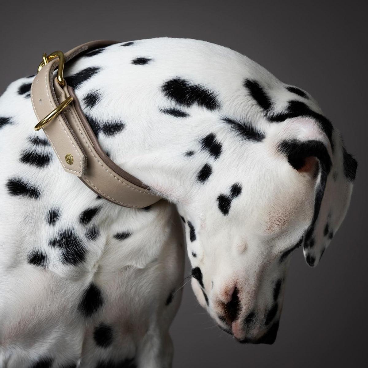 Collier pour chien en cuir large - AMICI - Kasibe