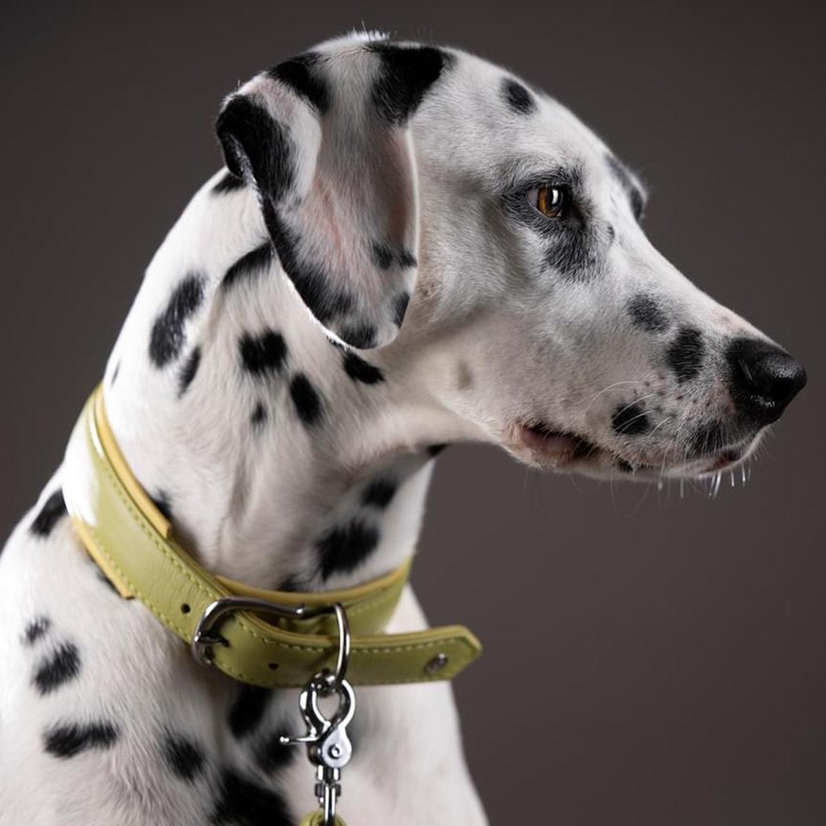 Collier pour chien en cuir large - AMICI - Kasibe