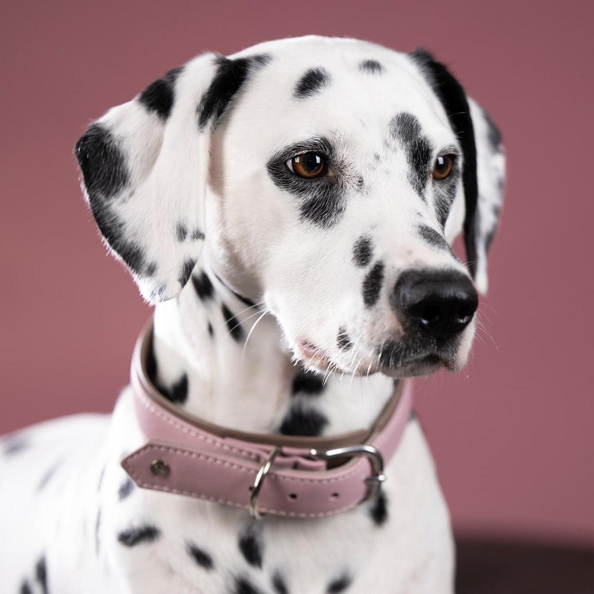 Collier pour chien en cuir large - AMICI - Kasibe