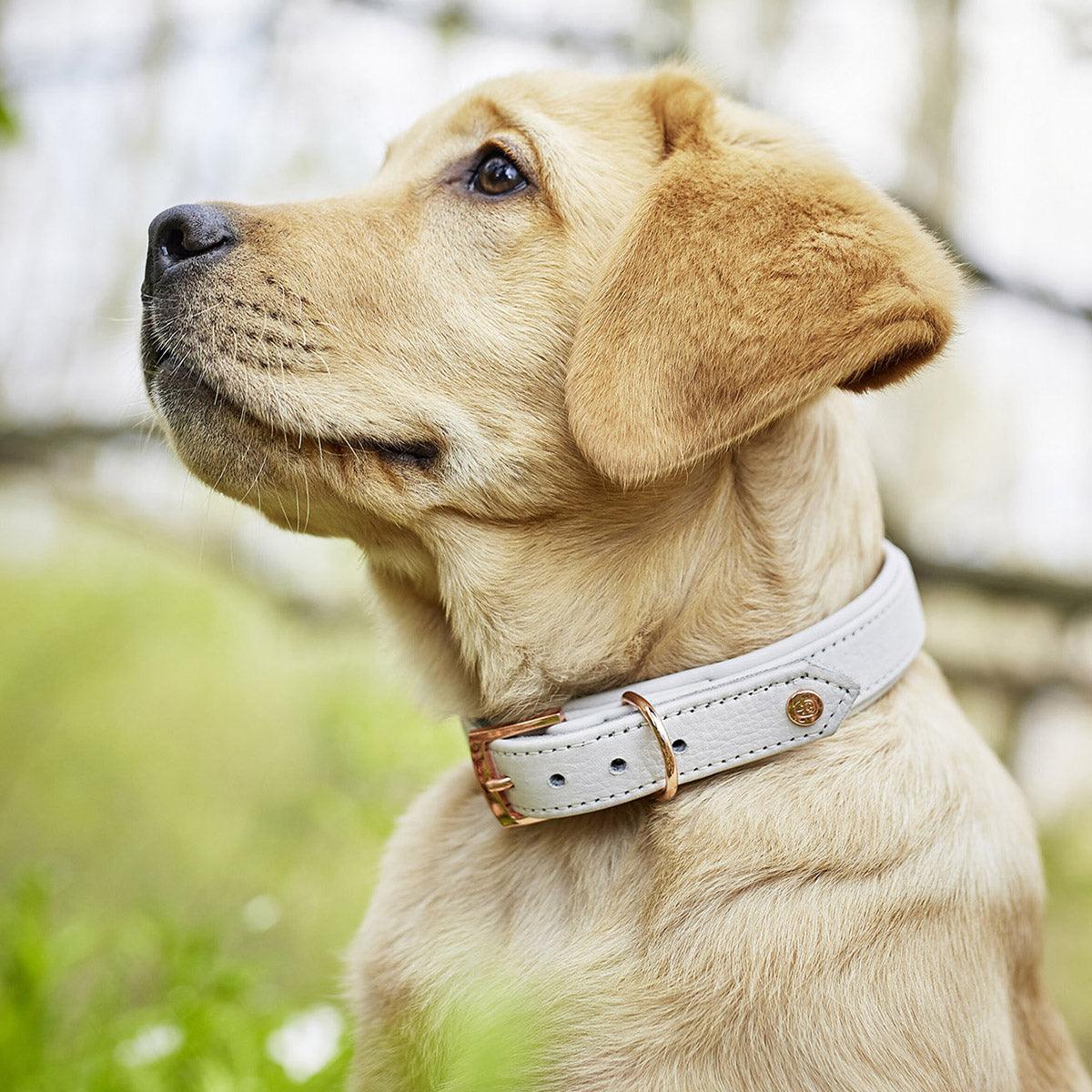 Collier pour chien en cuir large - AMICI - Kasibe