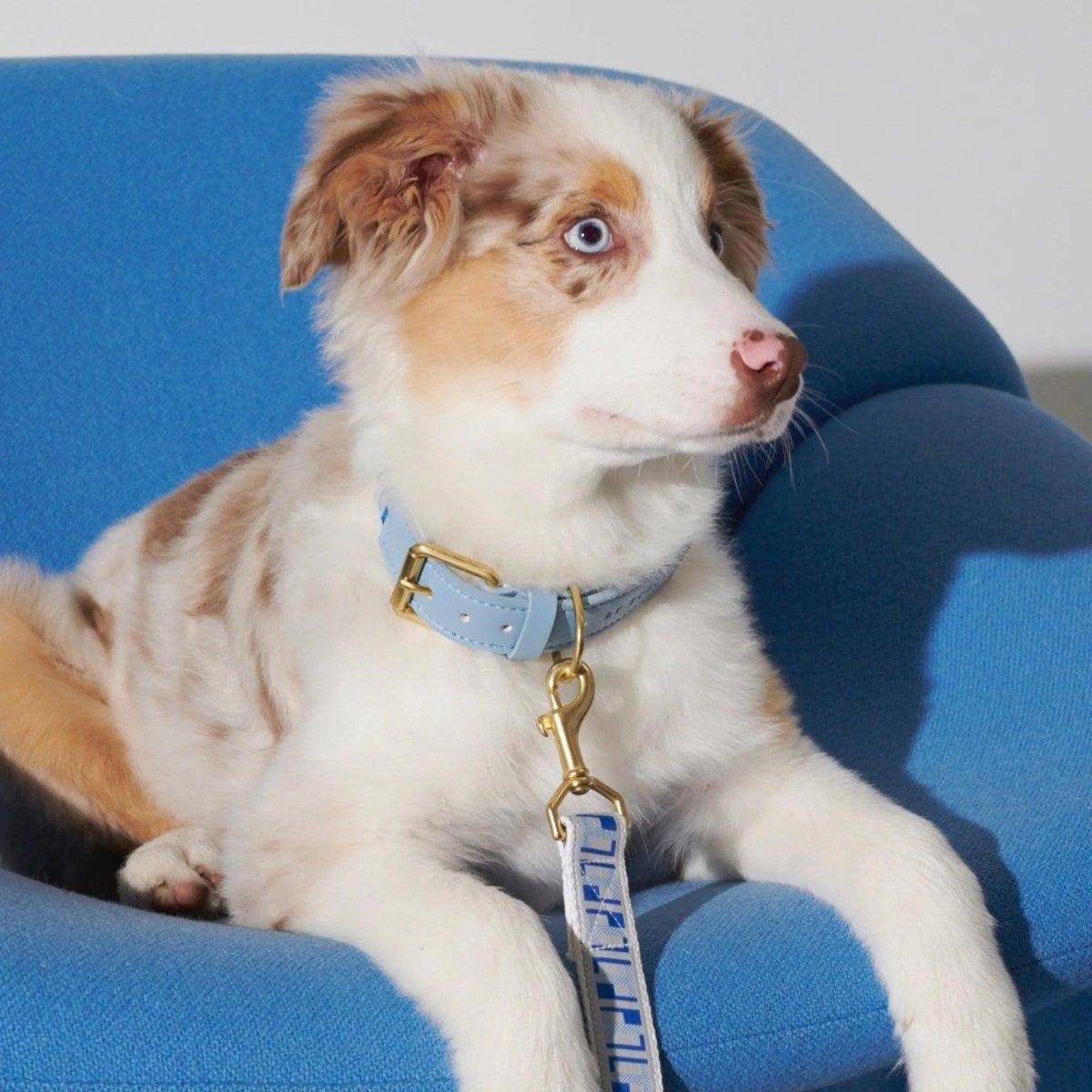Collier pour chien haut de gamme - HEY SCOUT - Kasibe