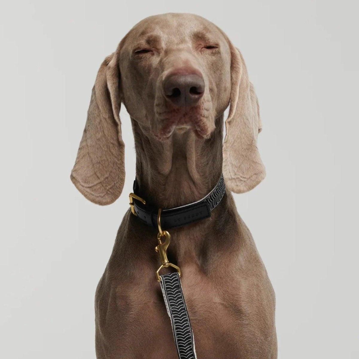 Collier pour chien haut de gamme - HEY SCOUT - Kasibe