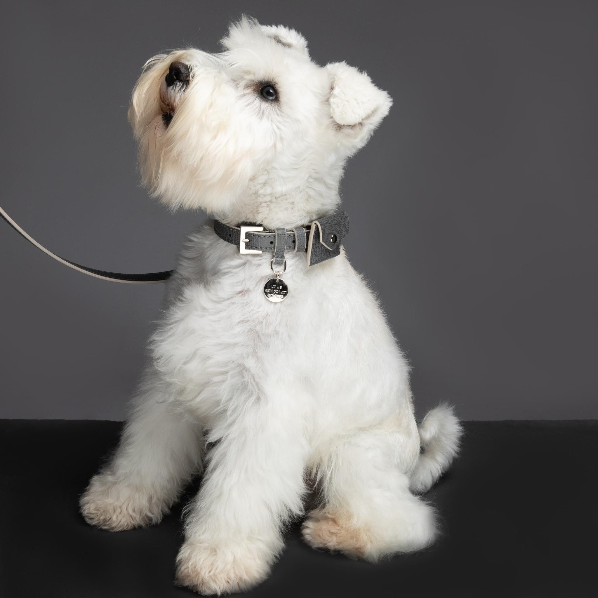 René, une gamme de colliers pour chiens de qualité - kasibe