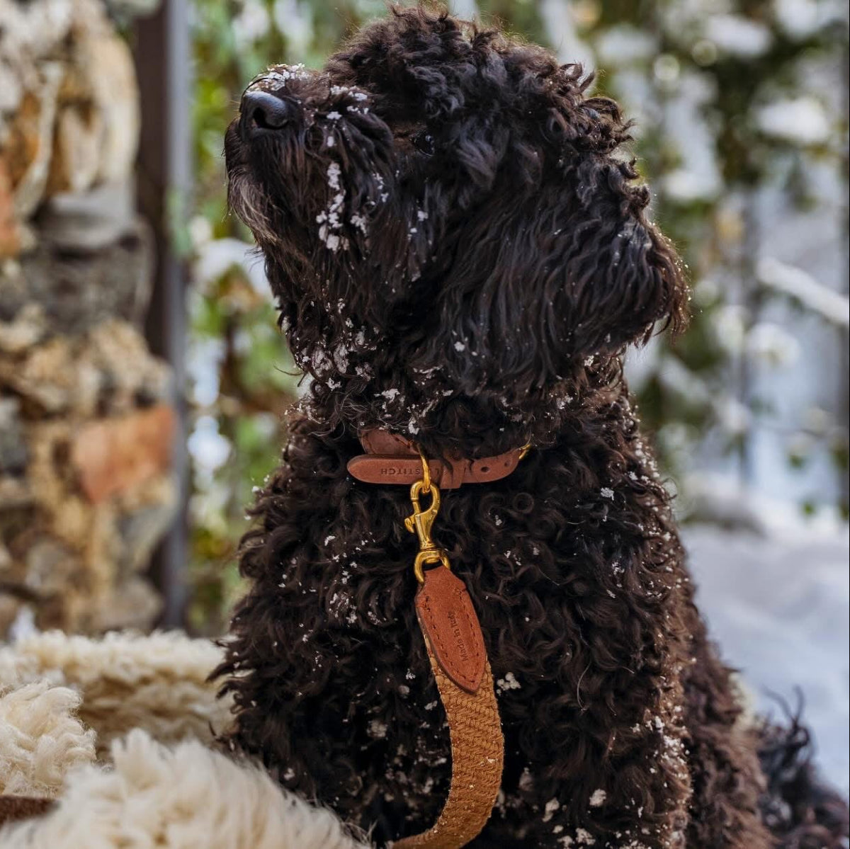 collier pour chien artisanal - kasibe